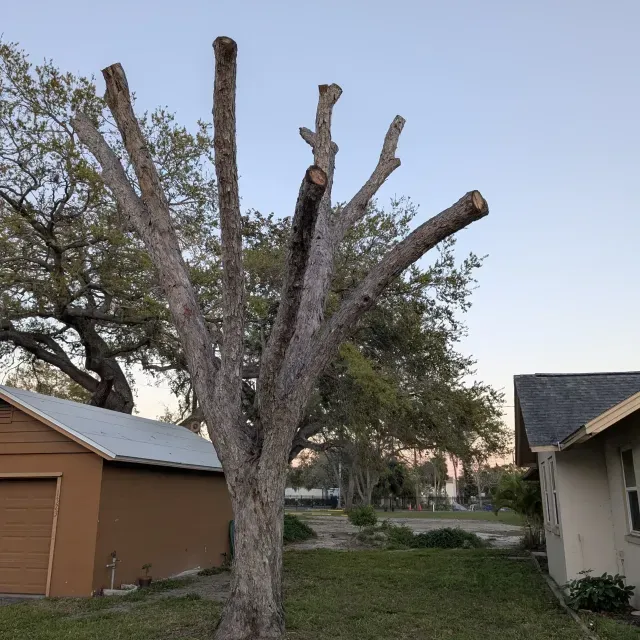thumbnail for publication: Restoring Trees After a Hurricane